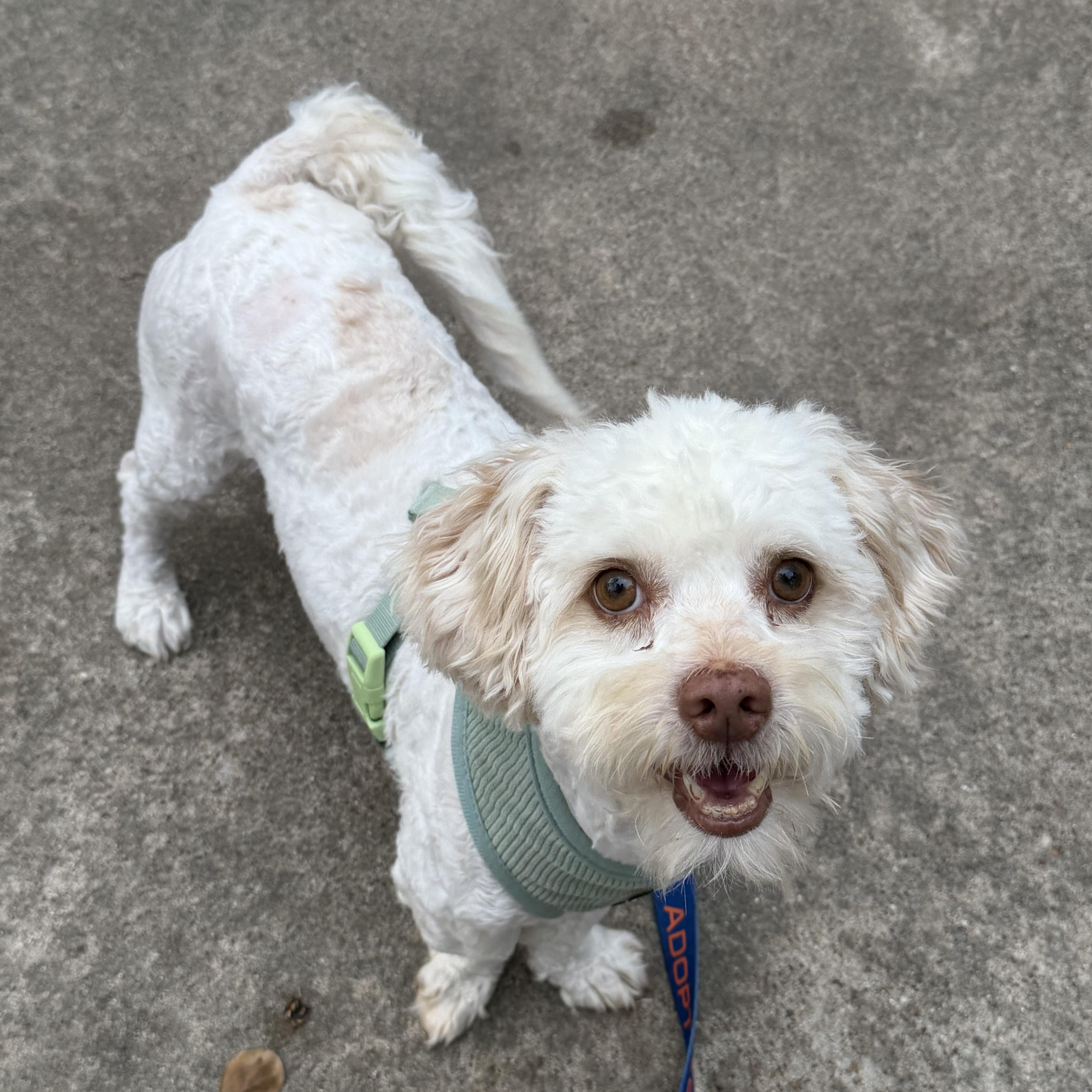 Frankie, Adoptable, Adult Male Miniature Poodle & Mixed Breed.