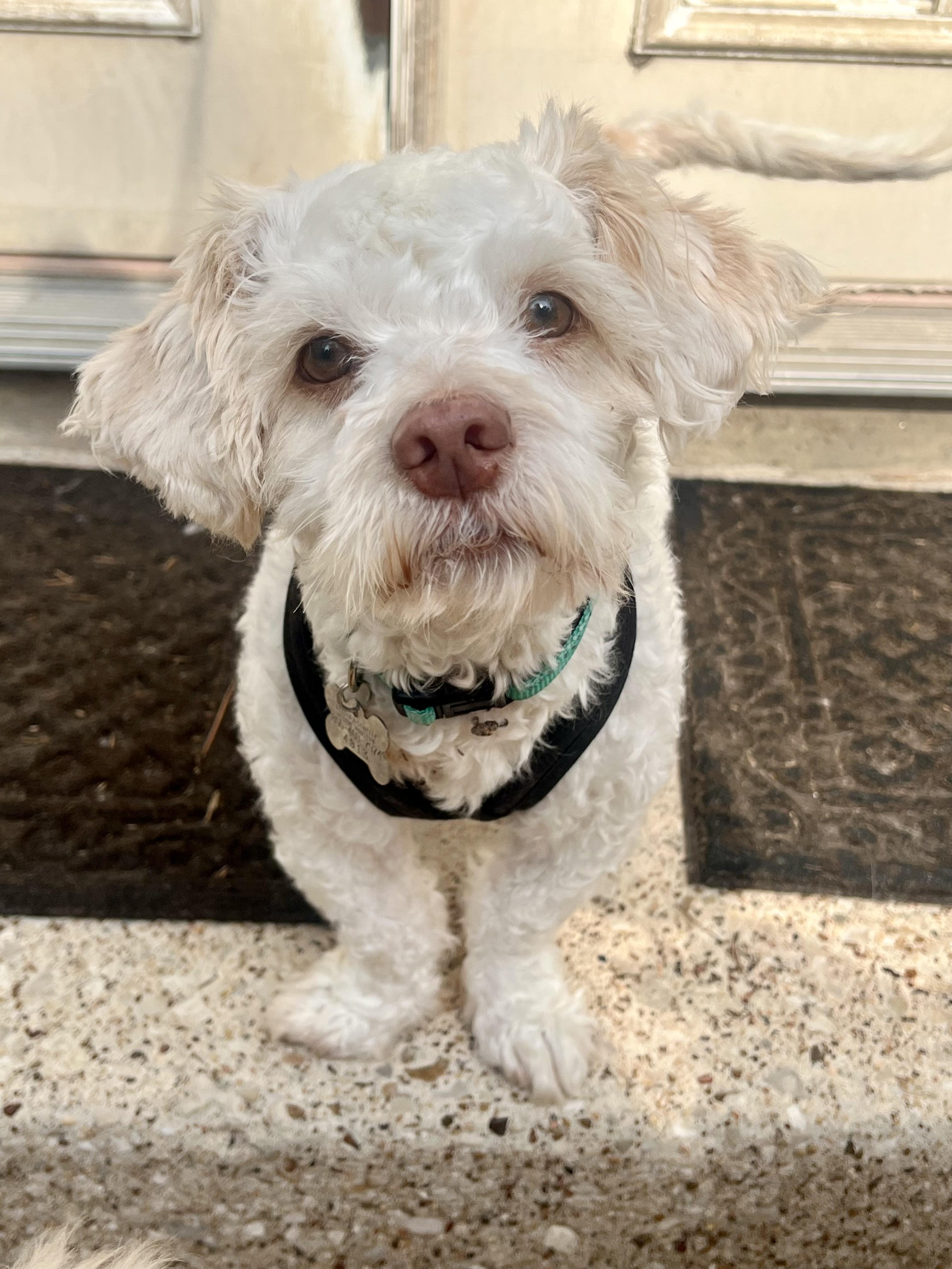 Enlarge Frankie, a Adoptable mixed breed in Spring, TX image 3/3