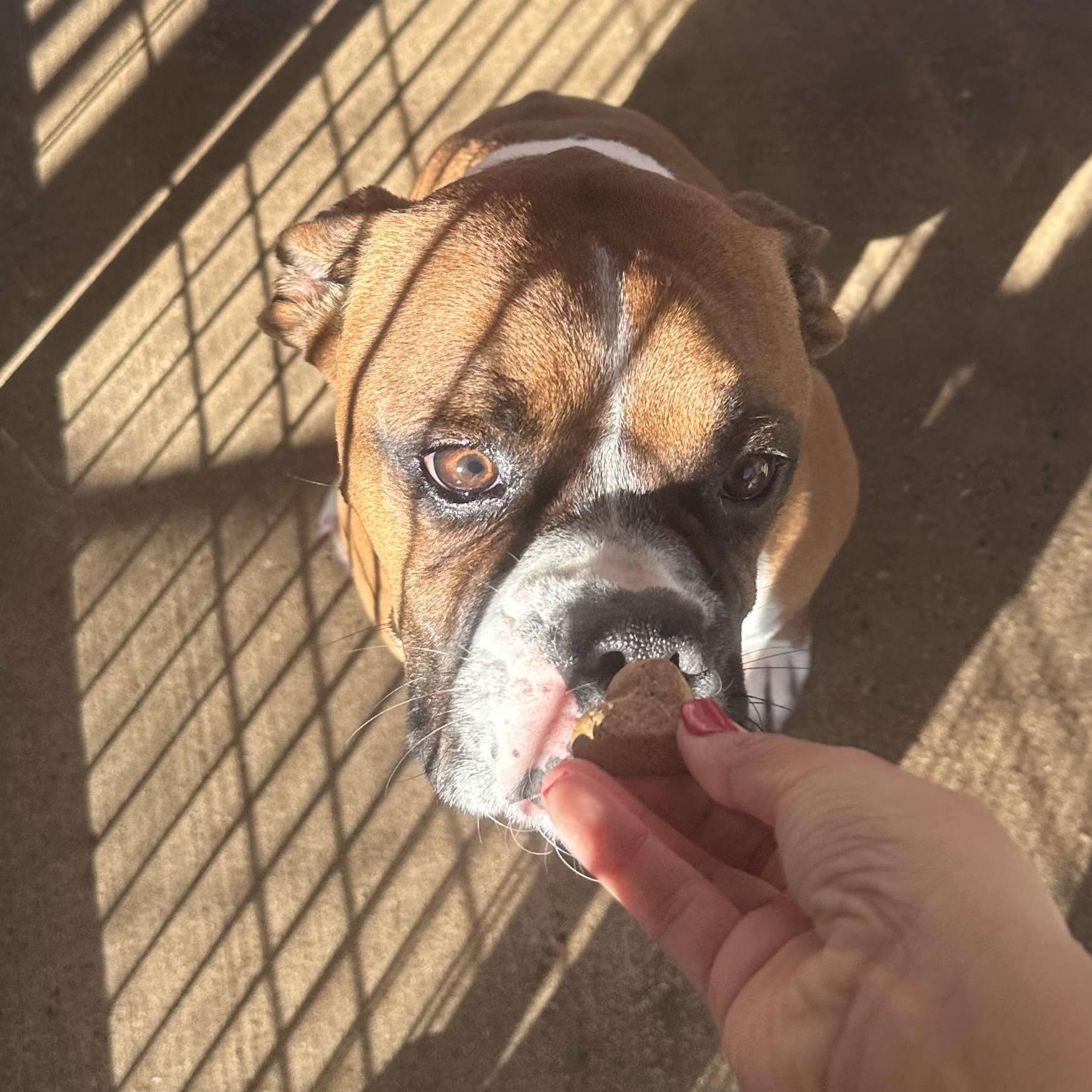 Enlarge Oliver, a Adoptable mixed breed in El Paso, TX image 2/4