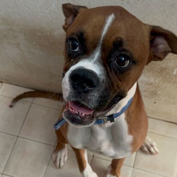 Enlarge Oliver, a Adoptable mixed breed in El Paso, TX image 4/4