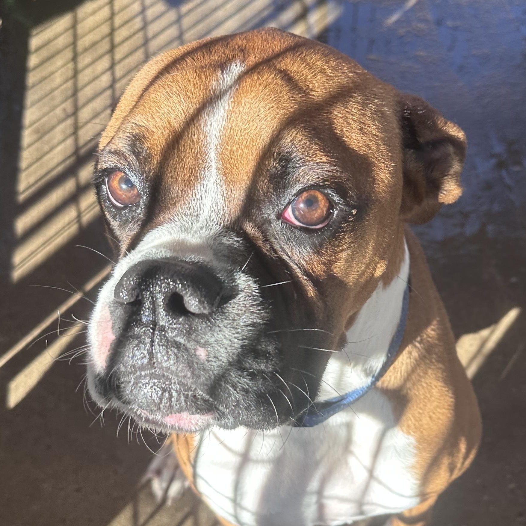 Enlarge Oliver, a Adoptable mixed breed in El Paso, TX image 3/4