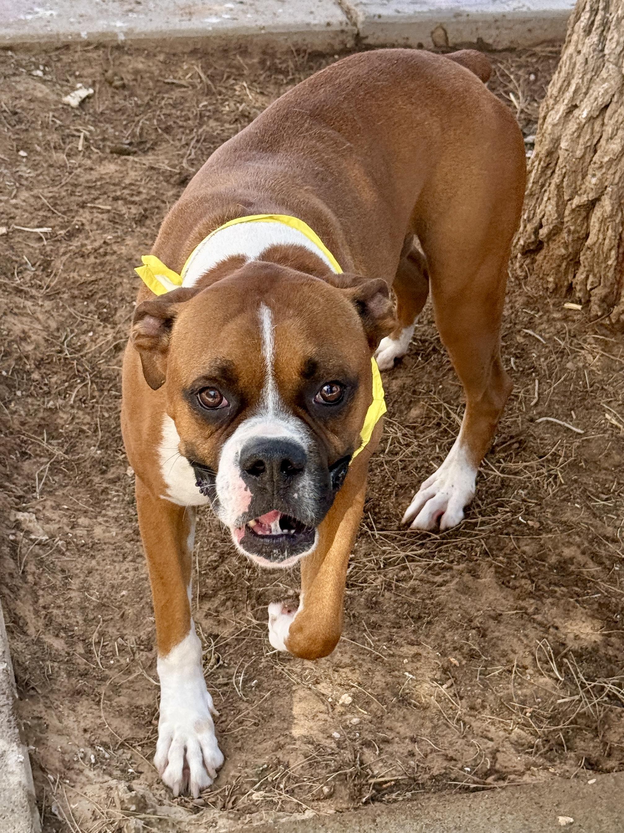 Enlarge Oliver, a Adoptable mixed breed in El Paso, TX image 6/6