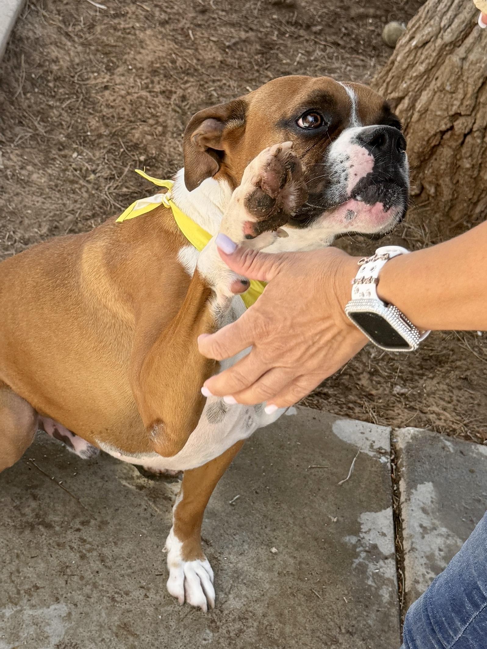 Enlarge Oliver, a Adoptable mixed breed in El Paso, TX image 5/6