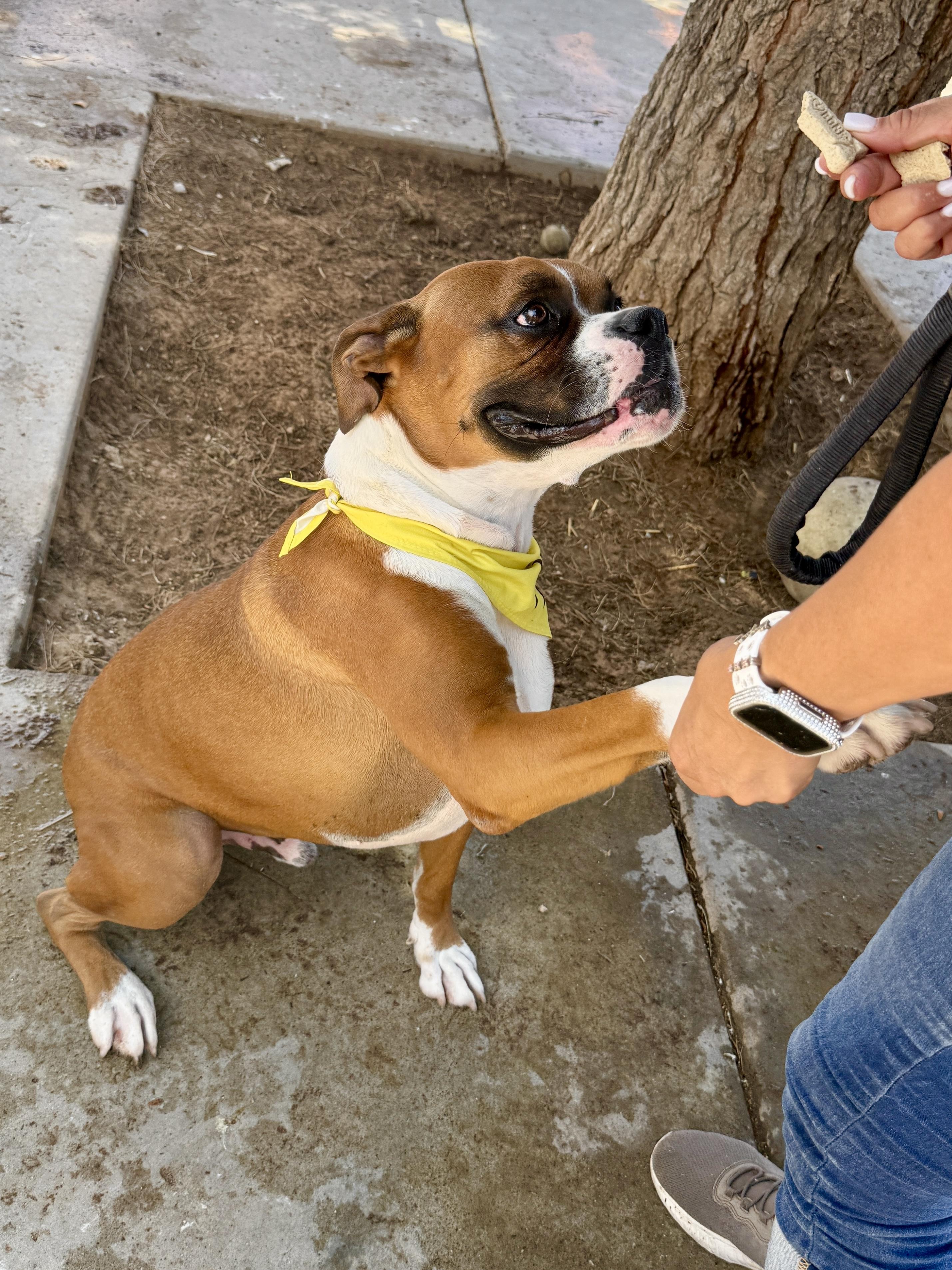 Enlarge Oliver, a Adoptable mixed breed in El Paso, TX image 4/6
