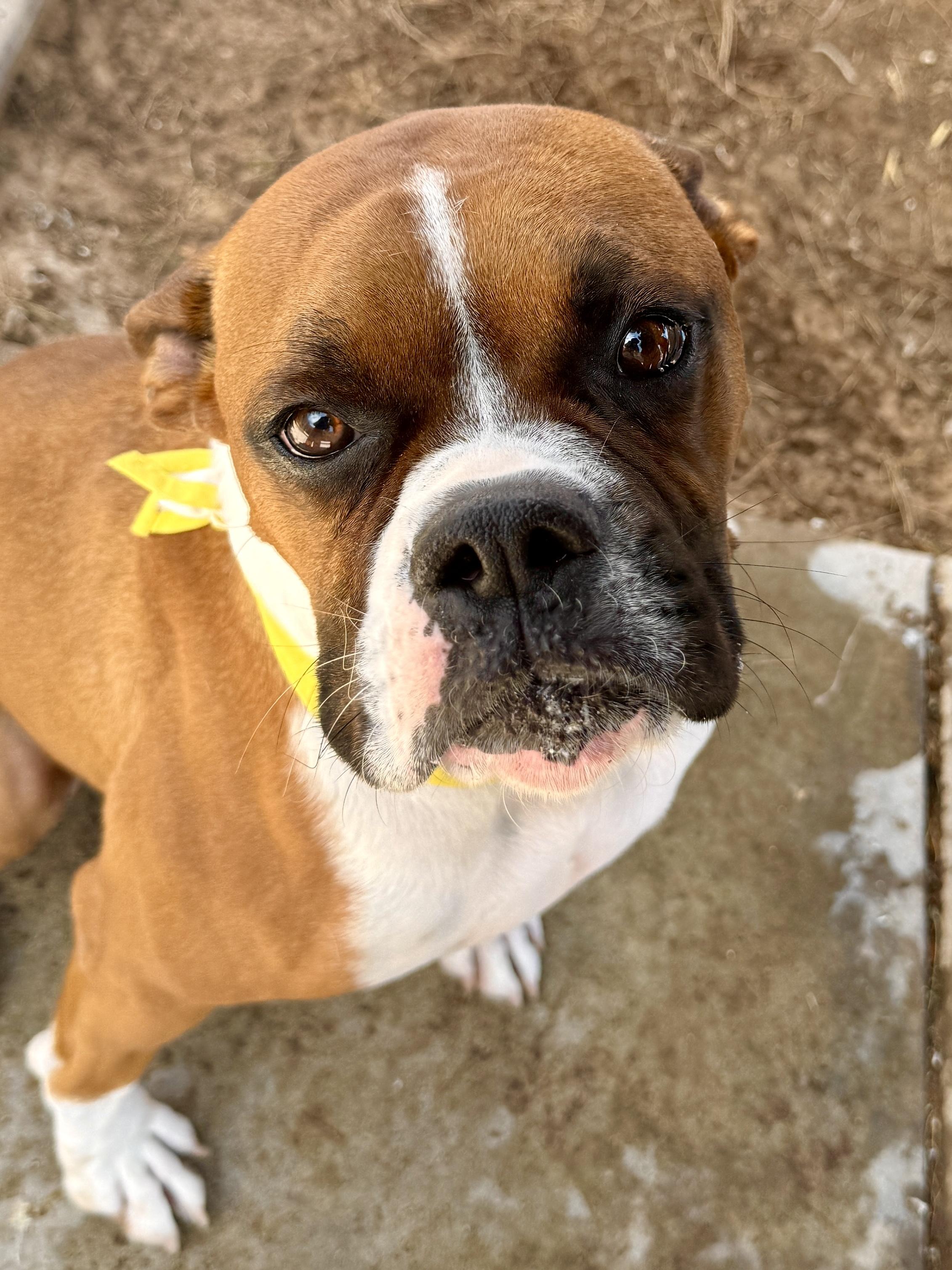 Enlarge Oliver, a Adoptable mixed breed in El Paso, TX image 3/6