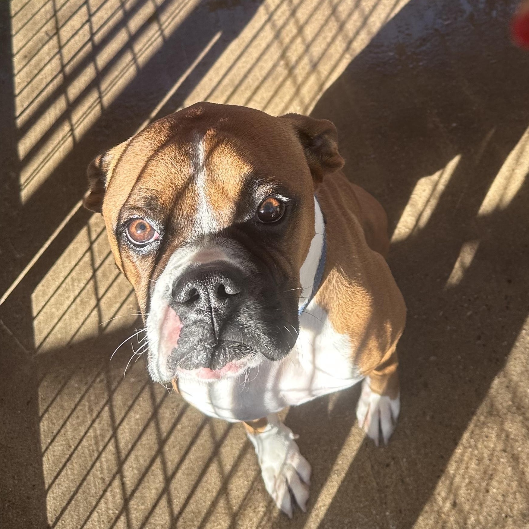 Oliver, Adoptable, Adult Male Boxer.