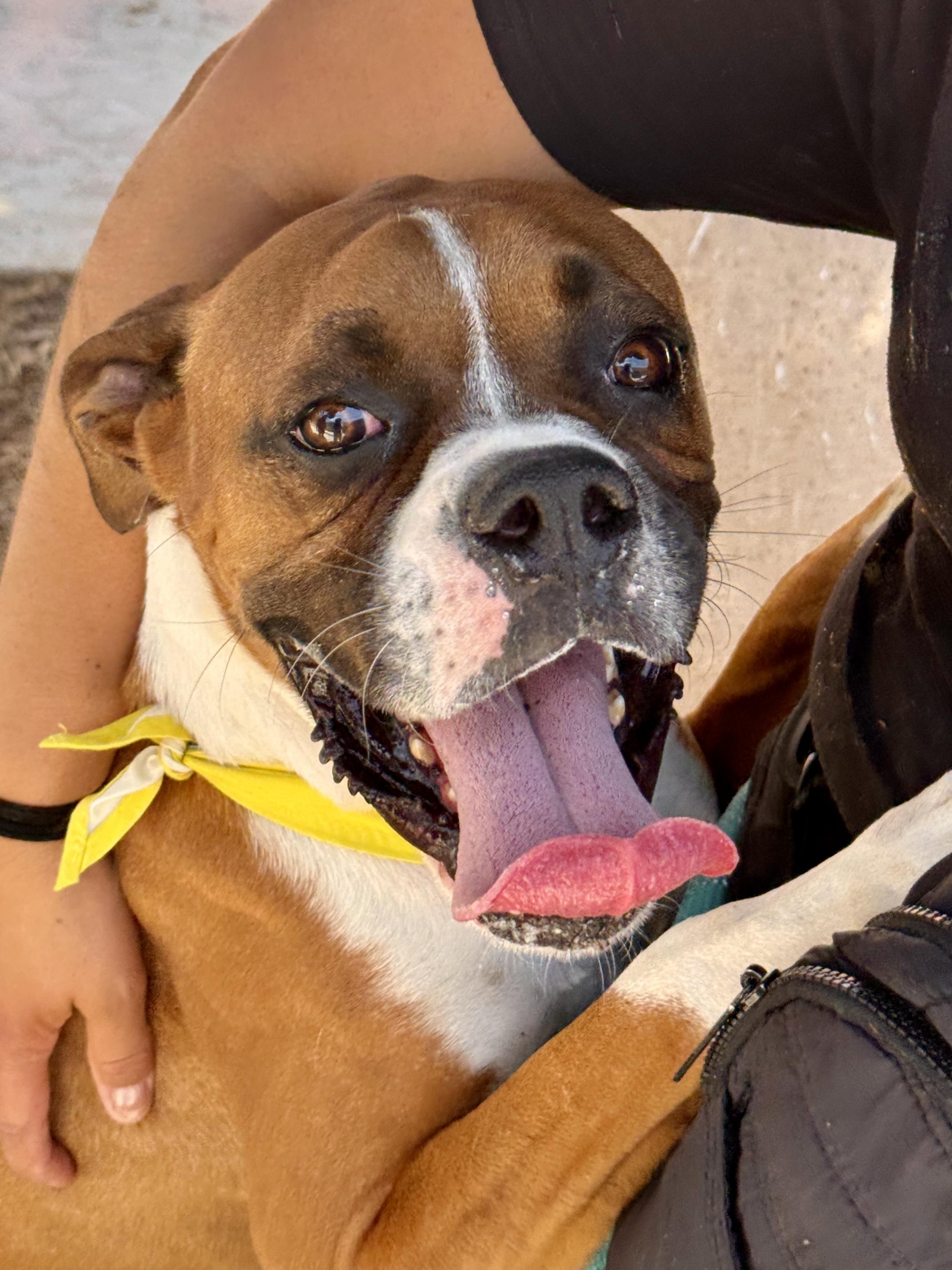 Enlarge Oliver, a Adoptable mixed breed in El Paso, TX image 1/6