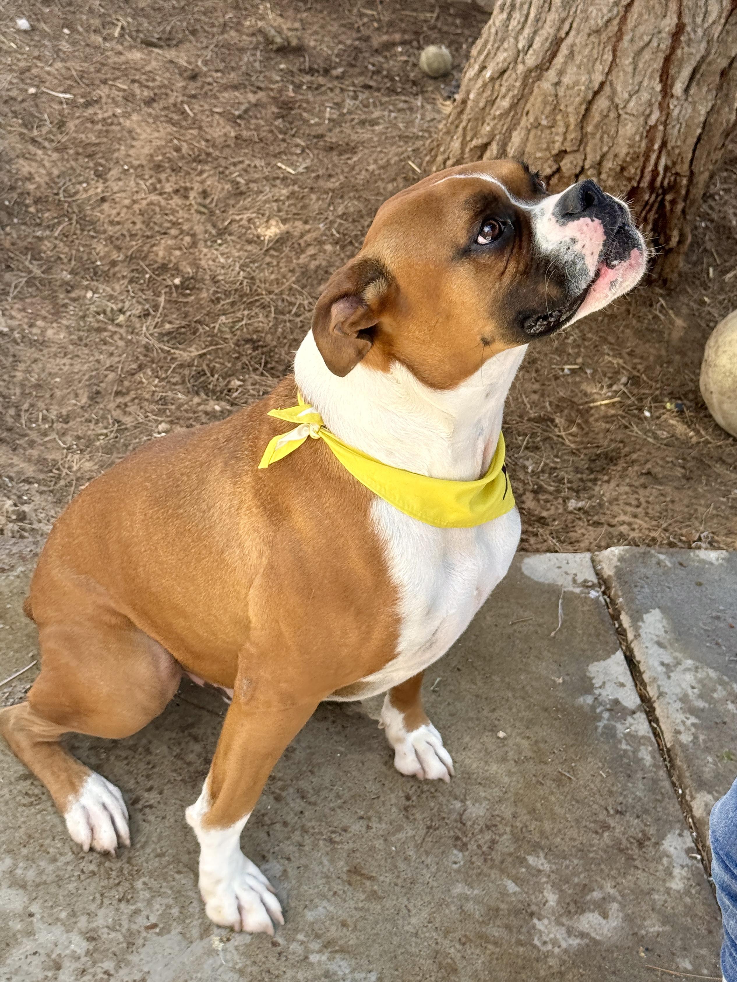 Enlarge Oliver, a Adoptable mixed breed in El Paso, TX image 2/6