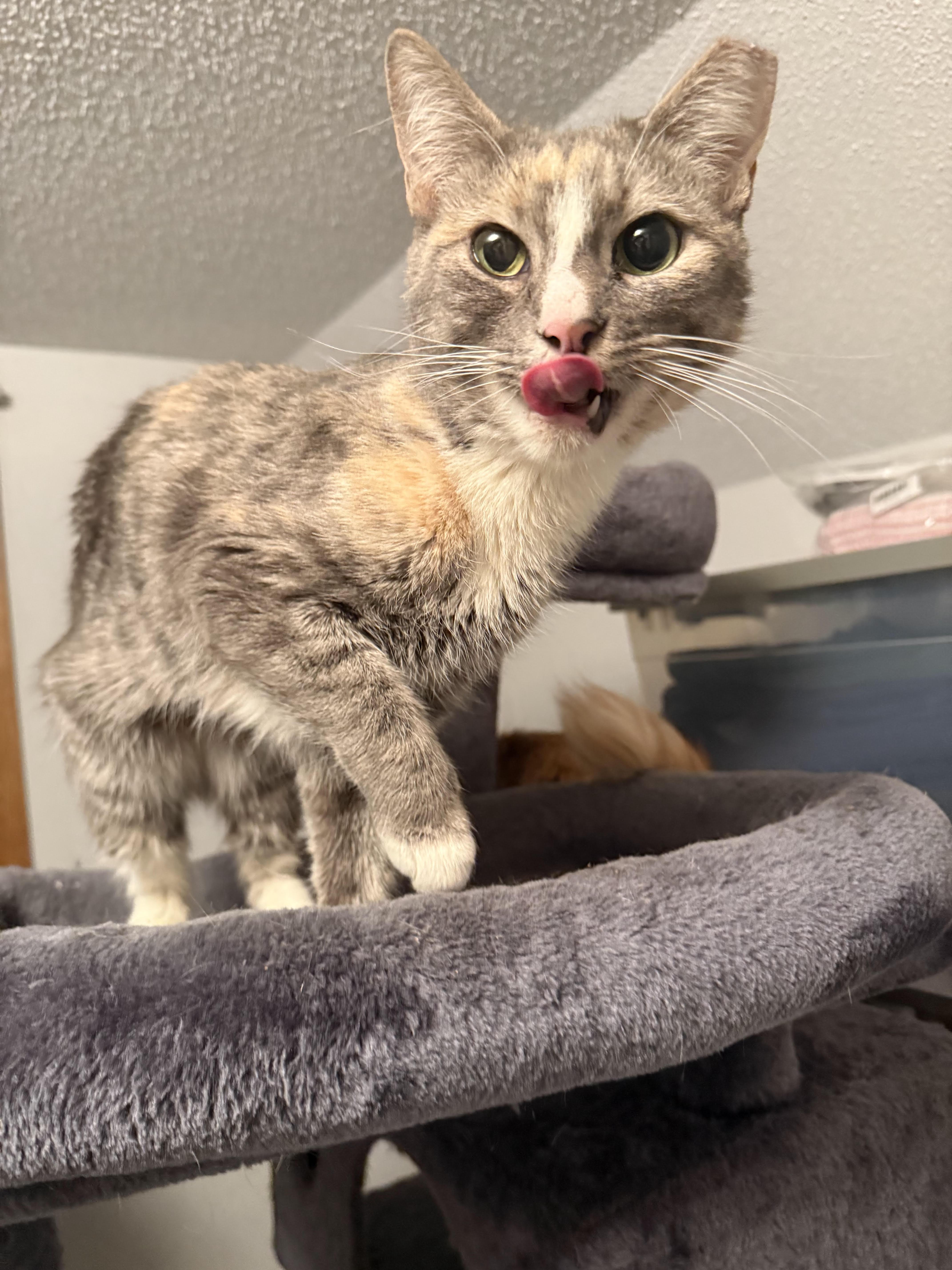 Enlarge Laverne, an adopted American Shorthair in Fertile, MN image 1/1