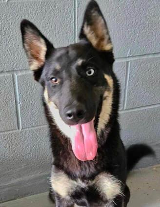 Pattie, a Adoptable German Shepherd Dog in Round Rock, TX image 2/4