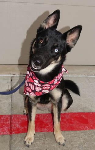 Pattie, Adoptable, Adult Female German Shepherd Dog.