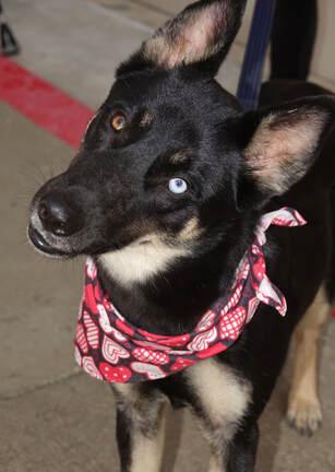 Pattie, a Adoptable German Shepherd Dog in Round Rock, TX image 3/4