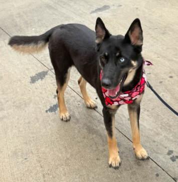 Pattie, a Adoptable German Shepherd Dog in Round Rock, TX image 4/4