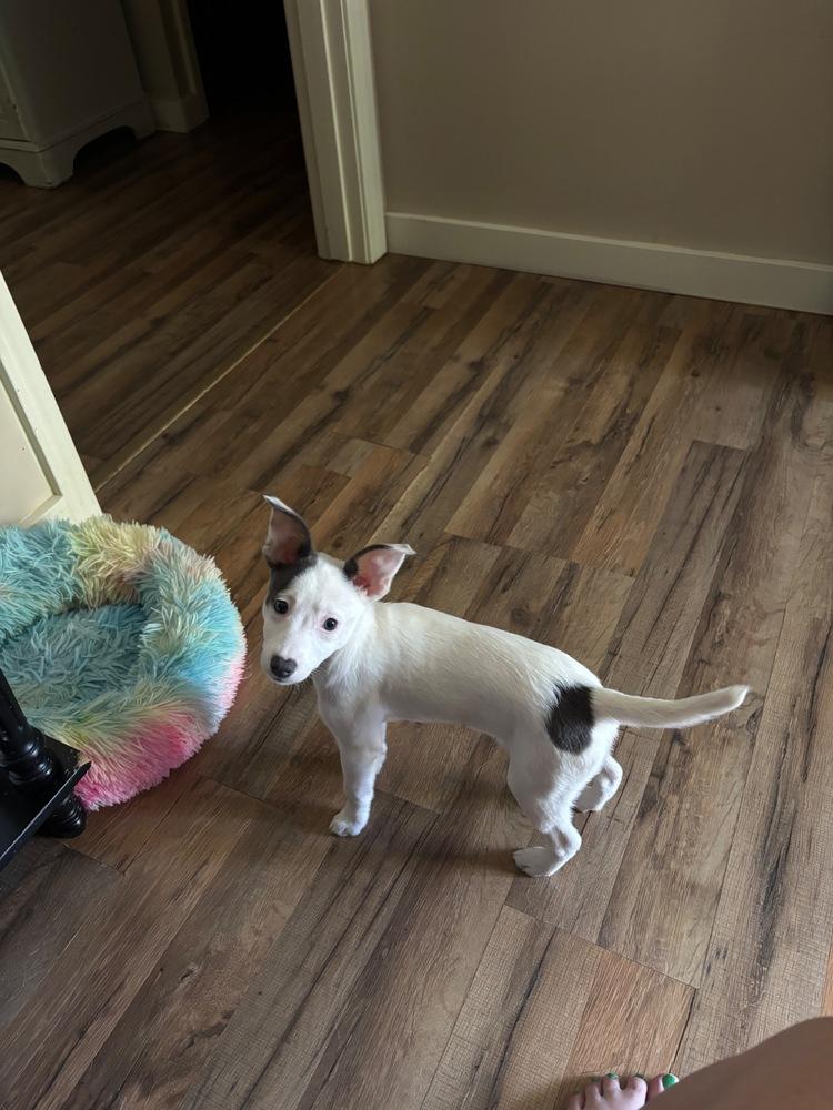 Celeste, a Adoptable mixed breed in Troy, VA image 1/3