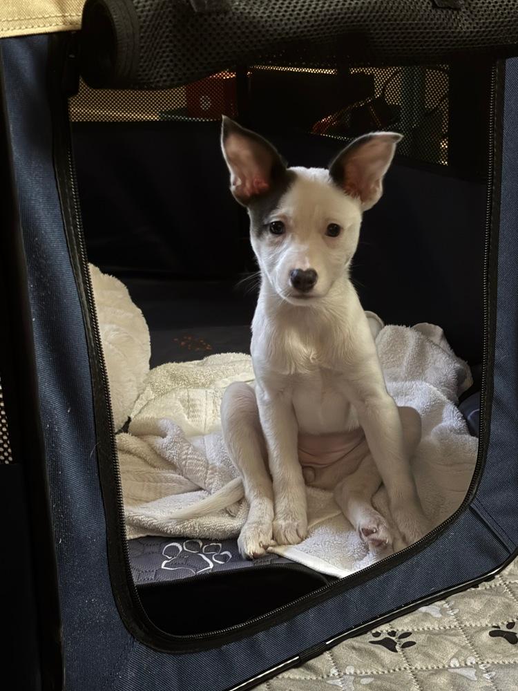 Celeste, a Adoptable mixed breed in Troy, VA image 2/3