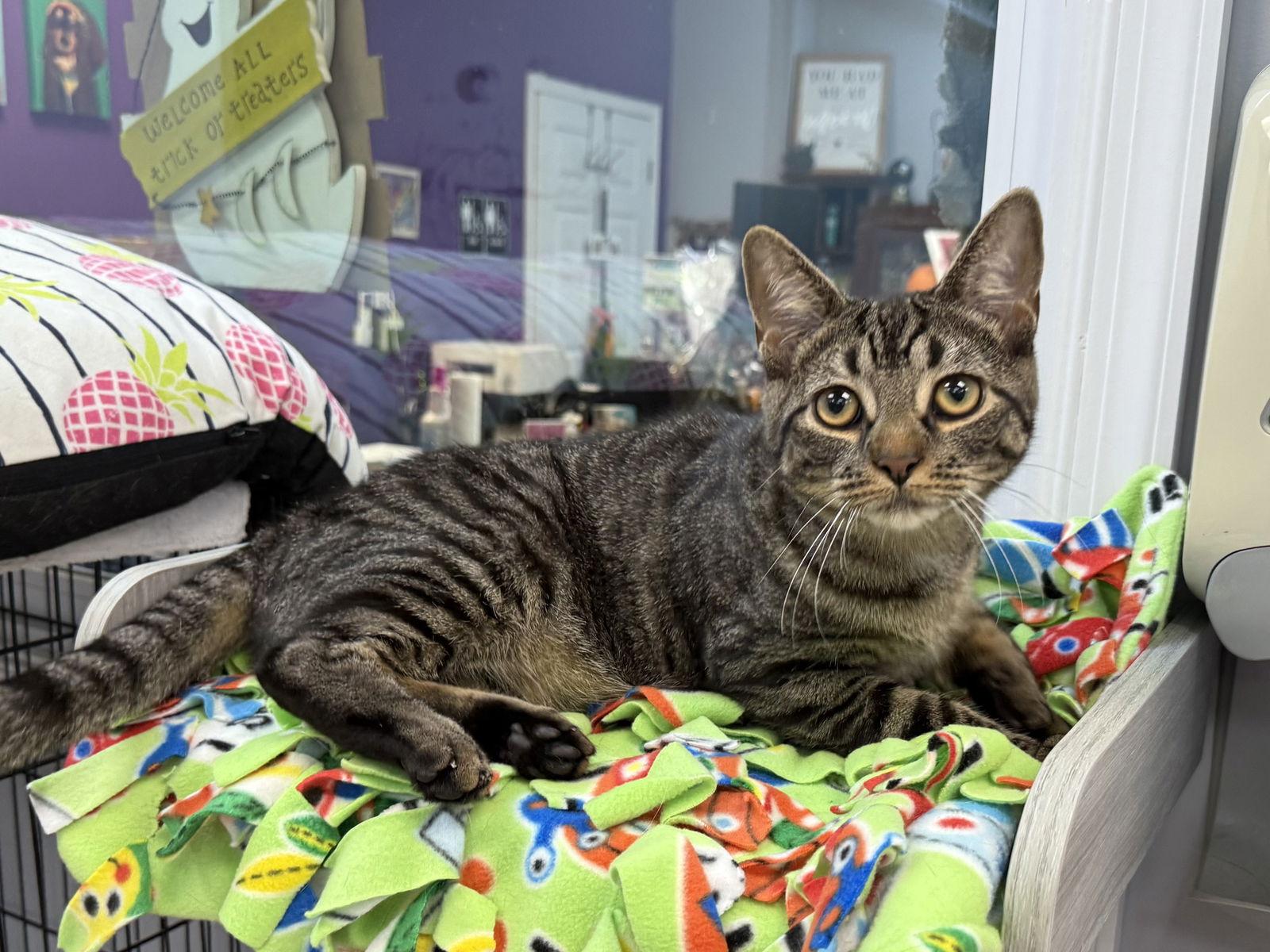 Romaine, a Adoptable Domestic Short Hair in Newtown Square, PA image 2/3