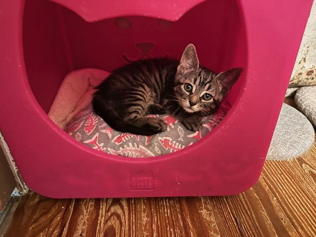 Romaine, a Adoptable Domestic Short Hair in Newtown Square, PA image 3/3