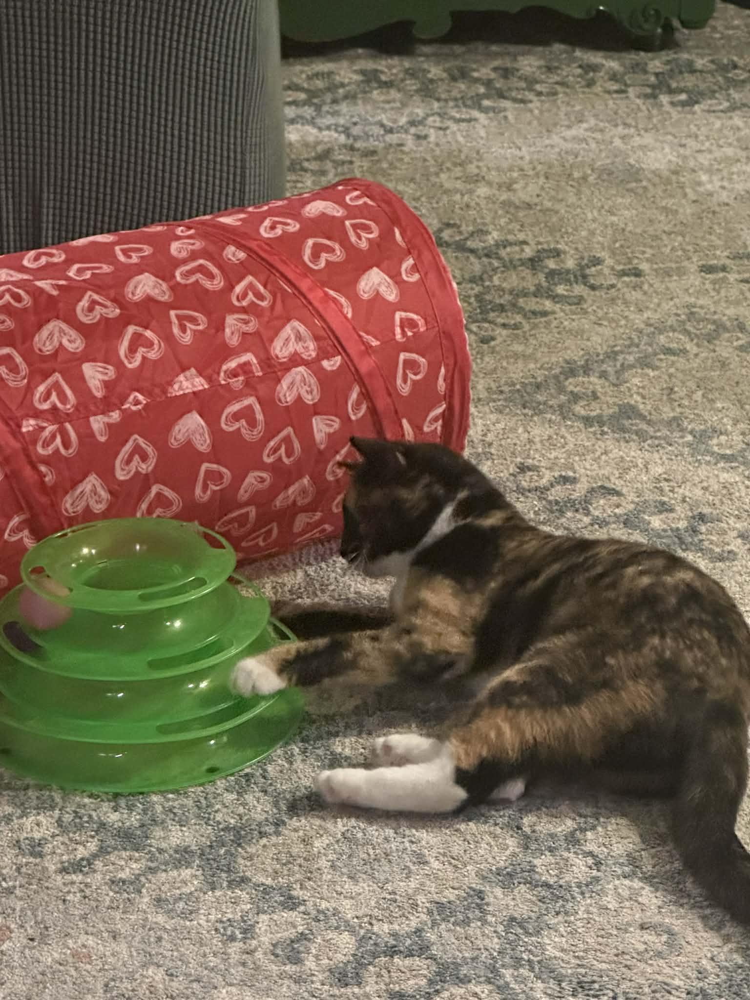 Enlarge Cleo, a ADOPTABLE Tortoiseshell in Waxahachie, TX image 3/4