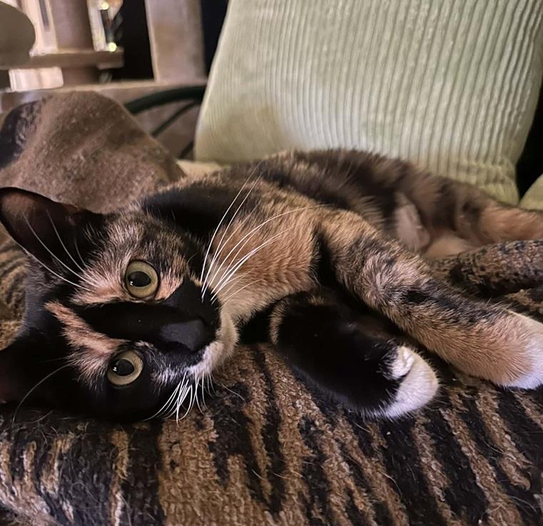 Enlarge Cleo, a ADOPTABLE Tortoiseshell in Waxahachie, TX image 2/4