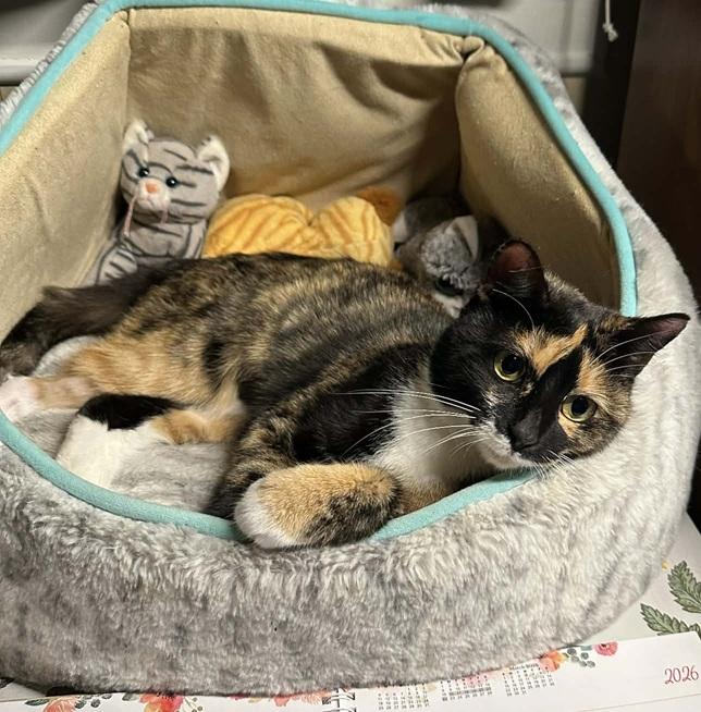 Enlarge Cleo, a ADOPTABLE Tortoiseshell in Waxahachie, TX image 4/4