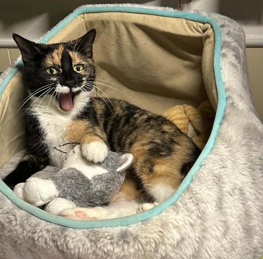 Enlarge Cleo, a ADOPTABLE Tortoiseshell in Waxahachie, TX image 1/4