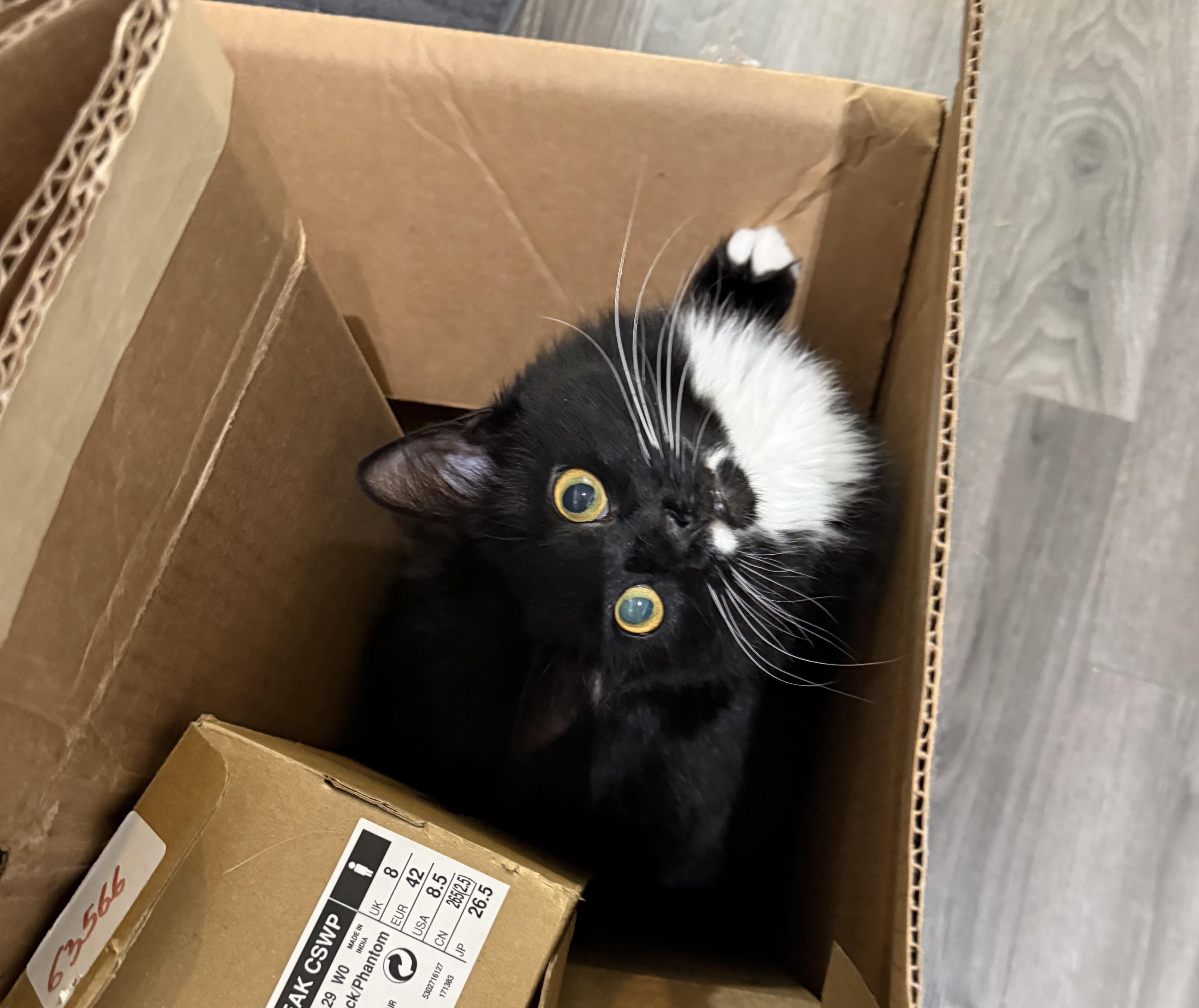 Nevaeh, a Adoptable Domestic Medium Hair in Winnipeg, MB image 4/4