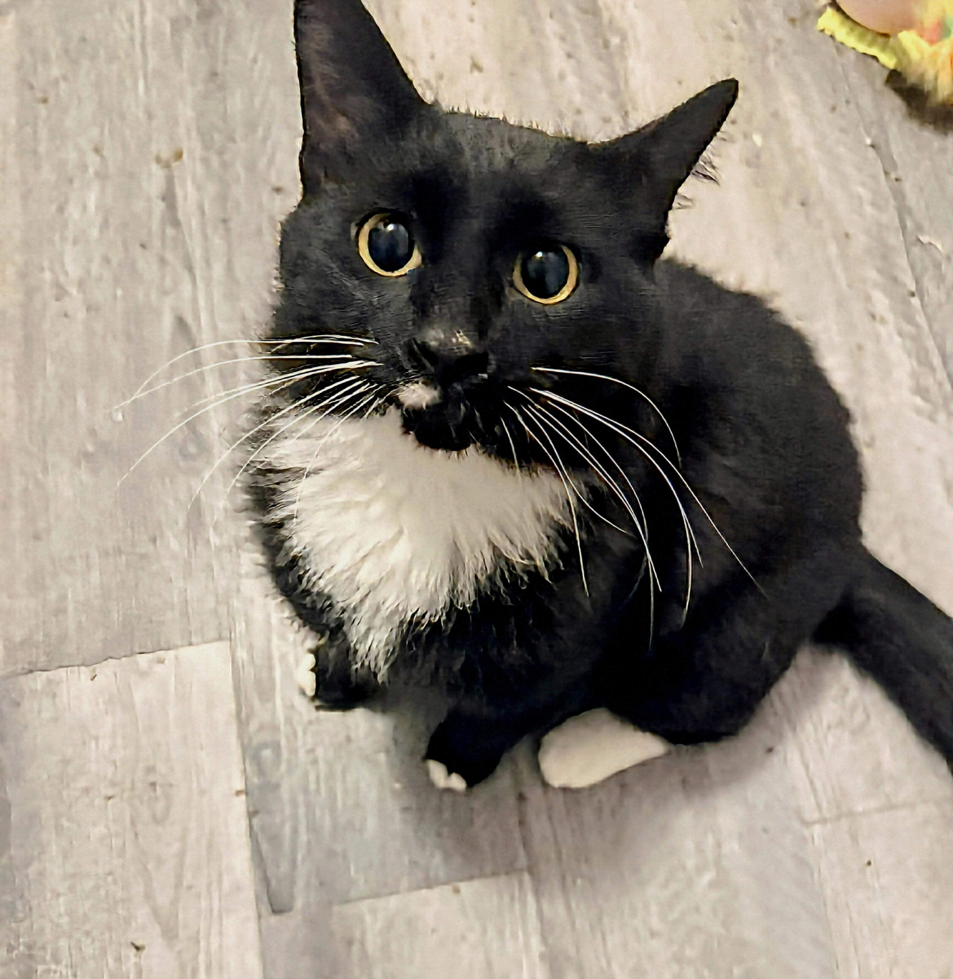 Enlarge Nevaeh, a Adoptable Domestic Medium Hair in Winnipeg, MB image 3/3