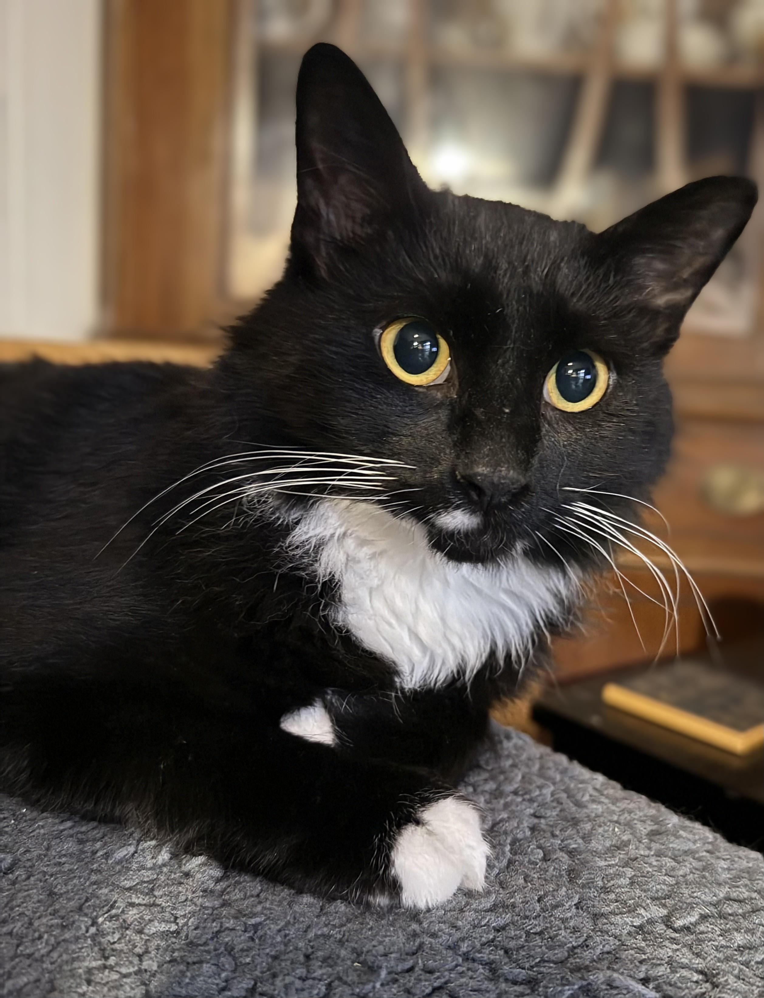 Enlarge Nevaeh, a Adoptable Domestic Medium Hair in Winnipeg, MB image 1/3