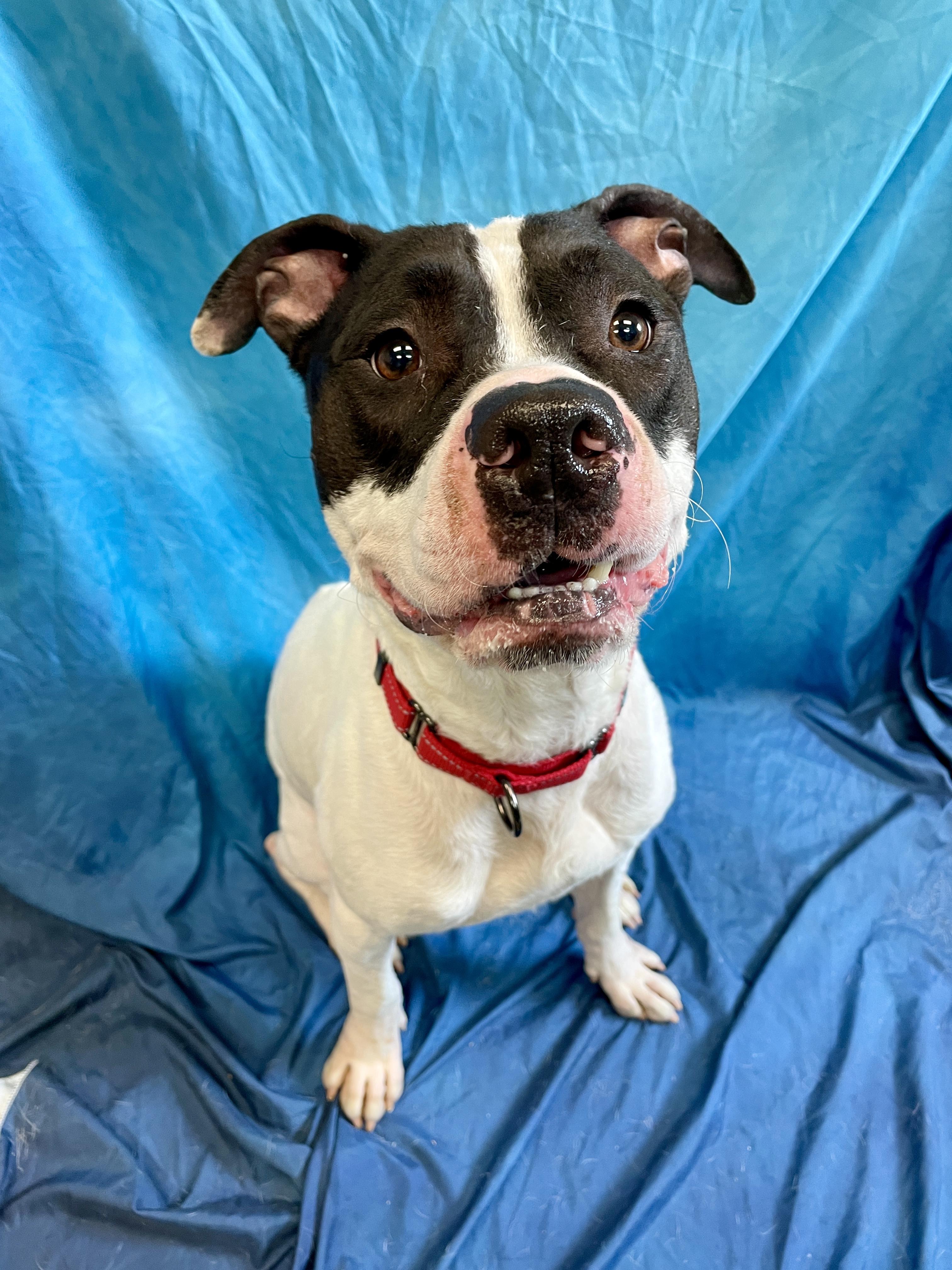 Bojangles, an adoptable Pit Bull Terrier in Waterloo, IA, 50703 | Photo Image 1