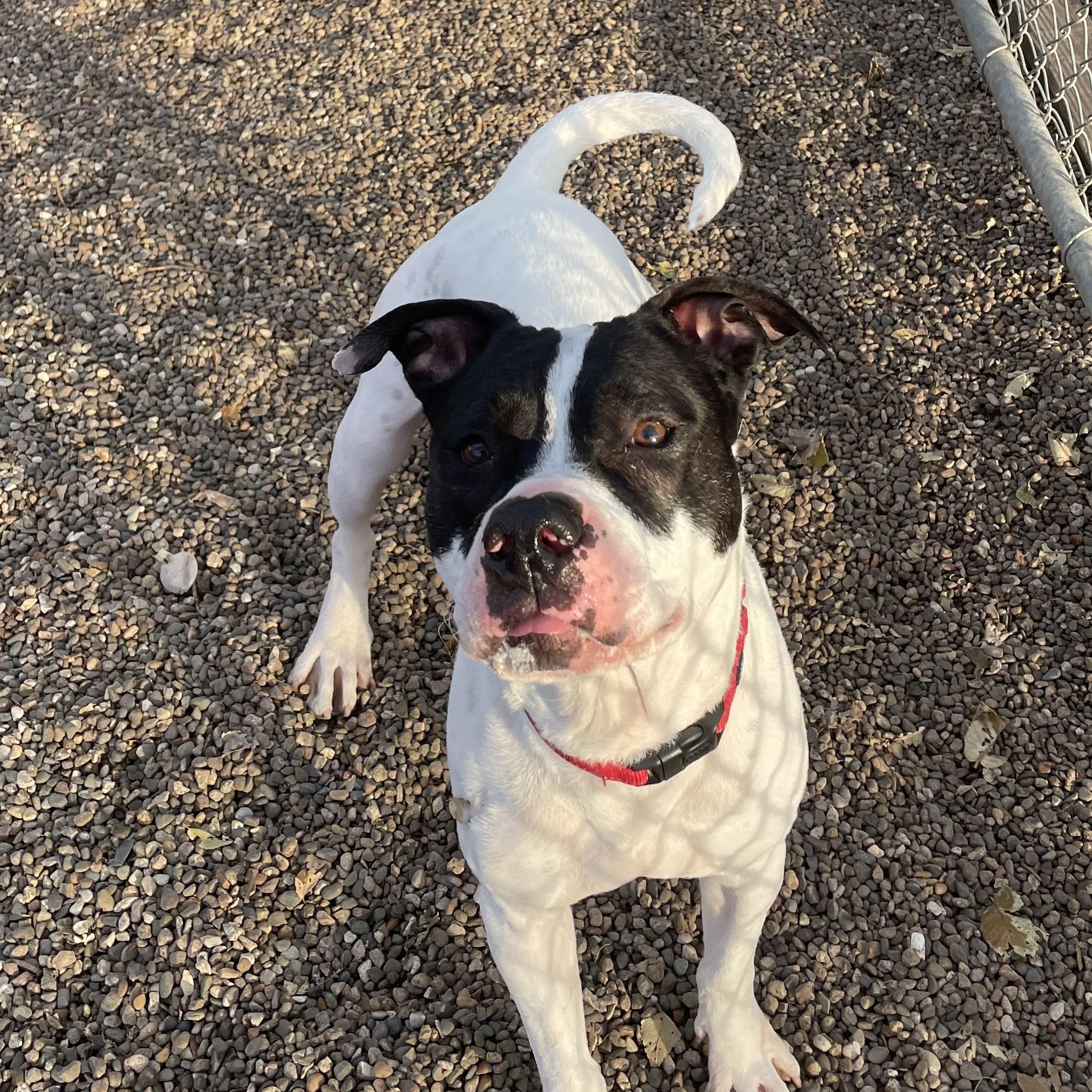 Bojangles, an adoptable Pit Bull Terrier in Waterloo, IA, 50703 | Photo Image 1