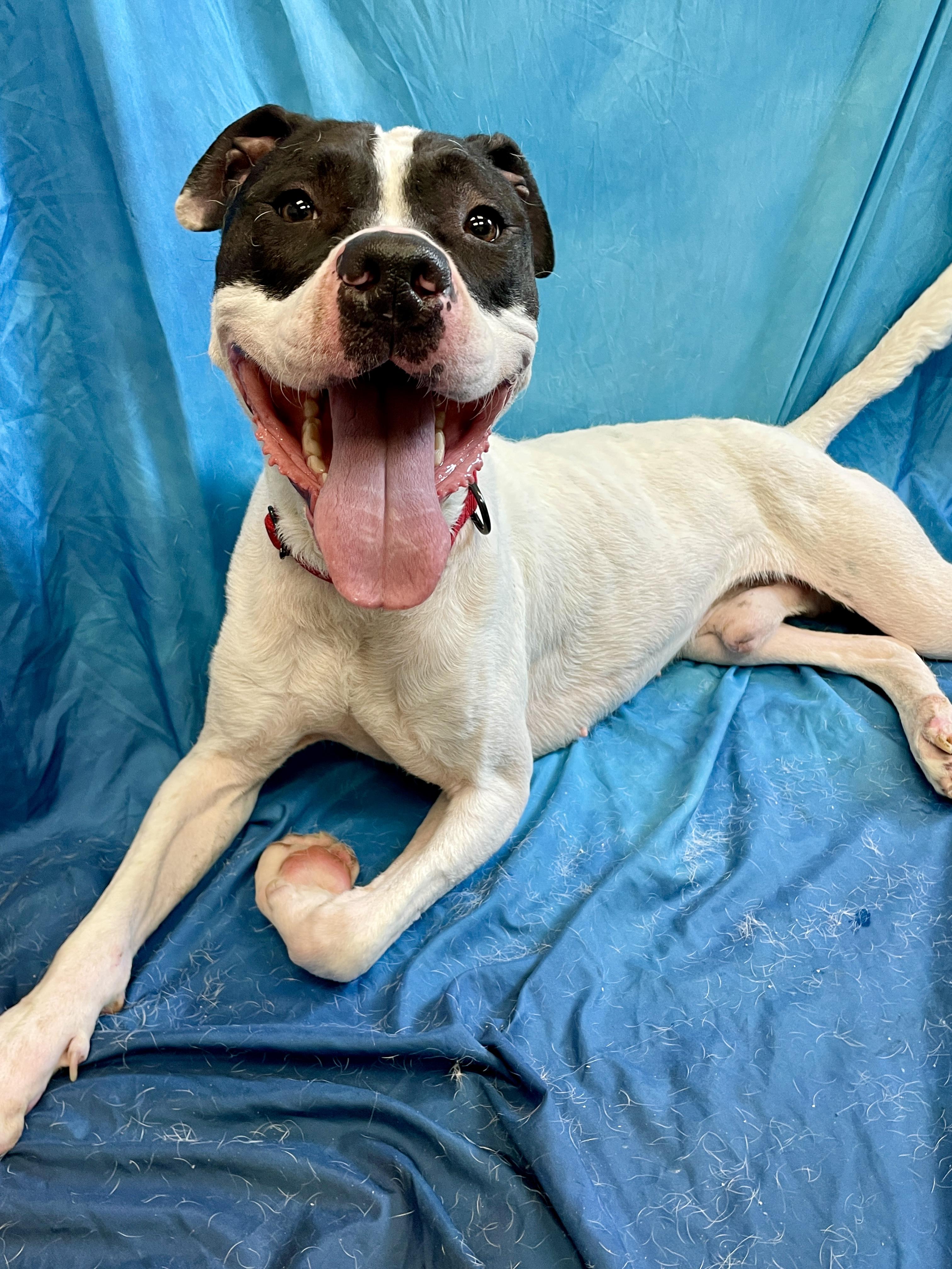 Bojangles, an adoptable Pit Bull Terrier in Waterloo, IA, 50703 | Photo Image 4