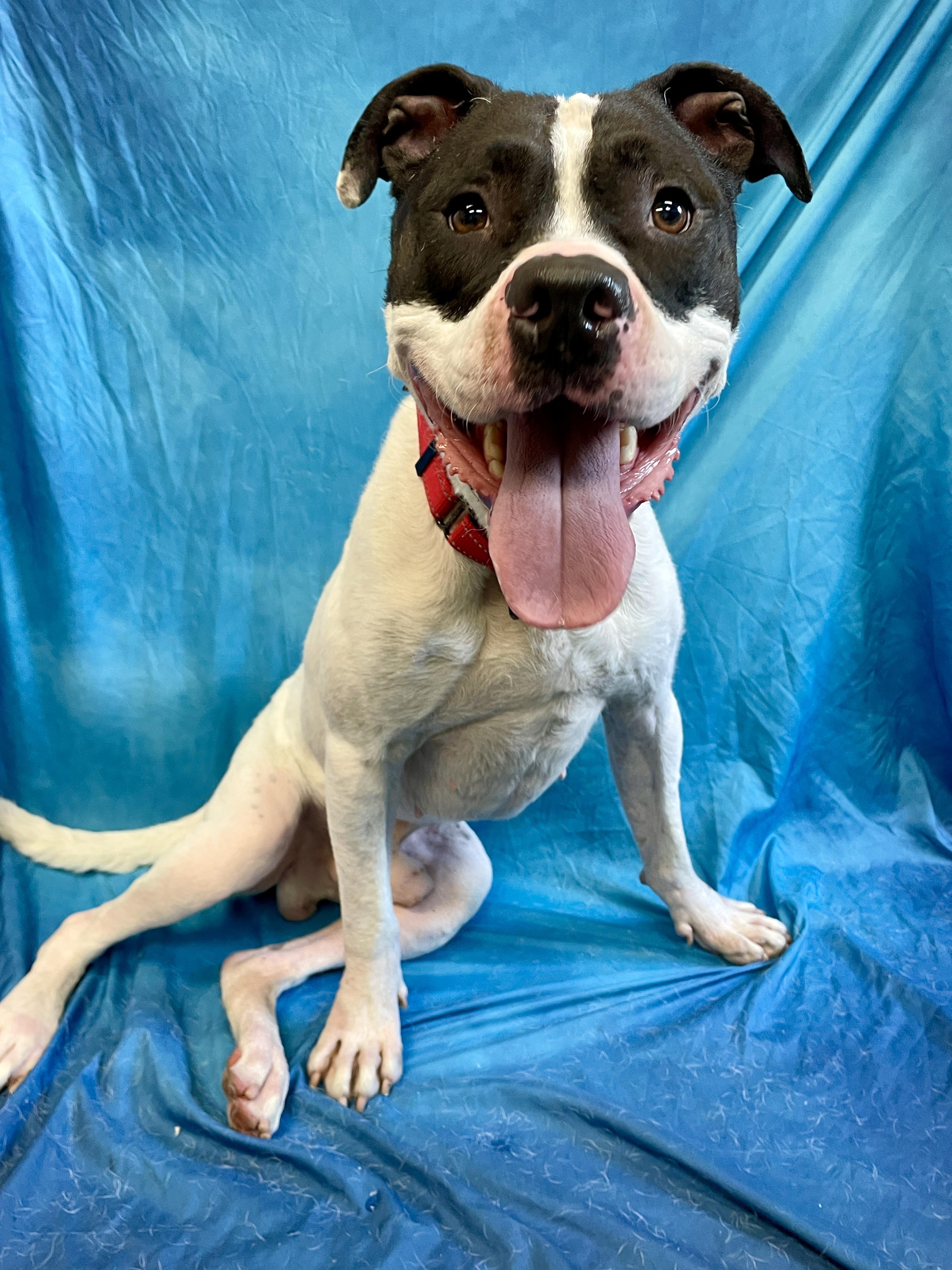 Bojangles, an adoptable Pit Bull Terrier in Waterloo, IA, 50703 | Photo Image 6