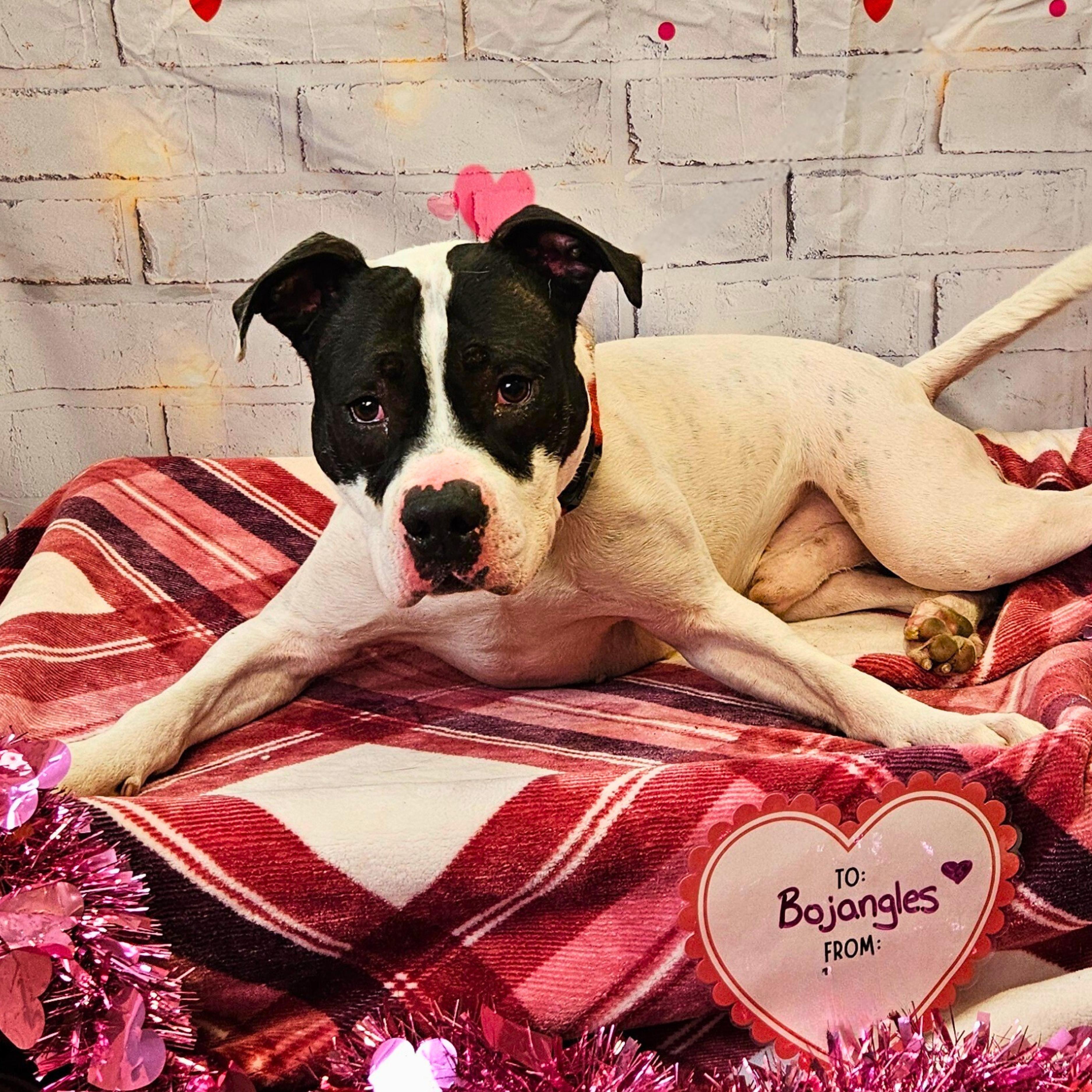 Bojangles, adoptable, Adult Male Pit Bull Terrier.