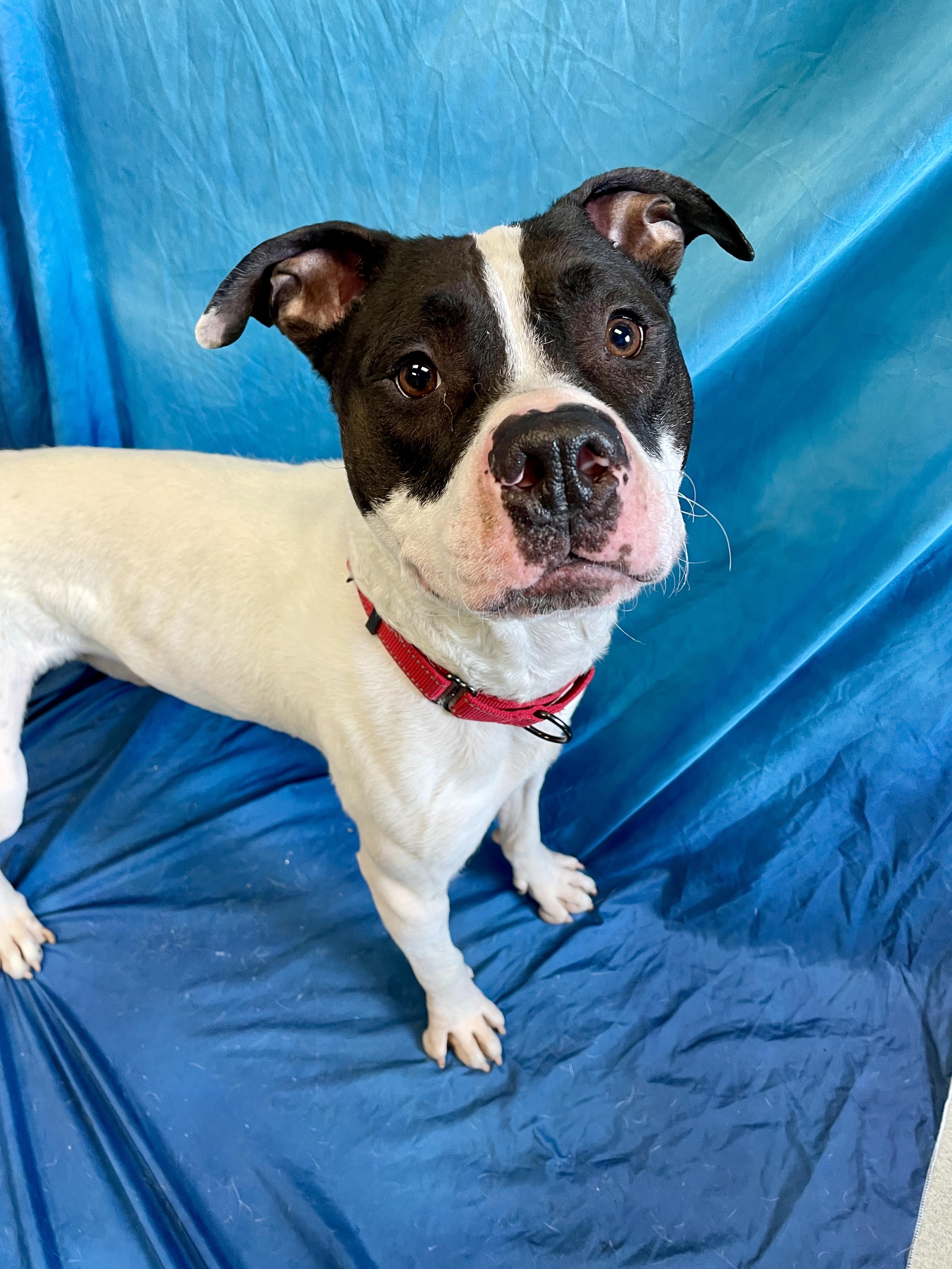 Bojangles, an adoptable Pit Bull Terrier in Waterloo, IA, 50703 | Photo Image 5