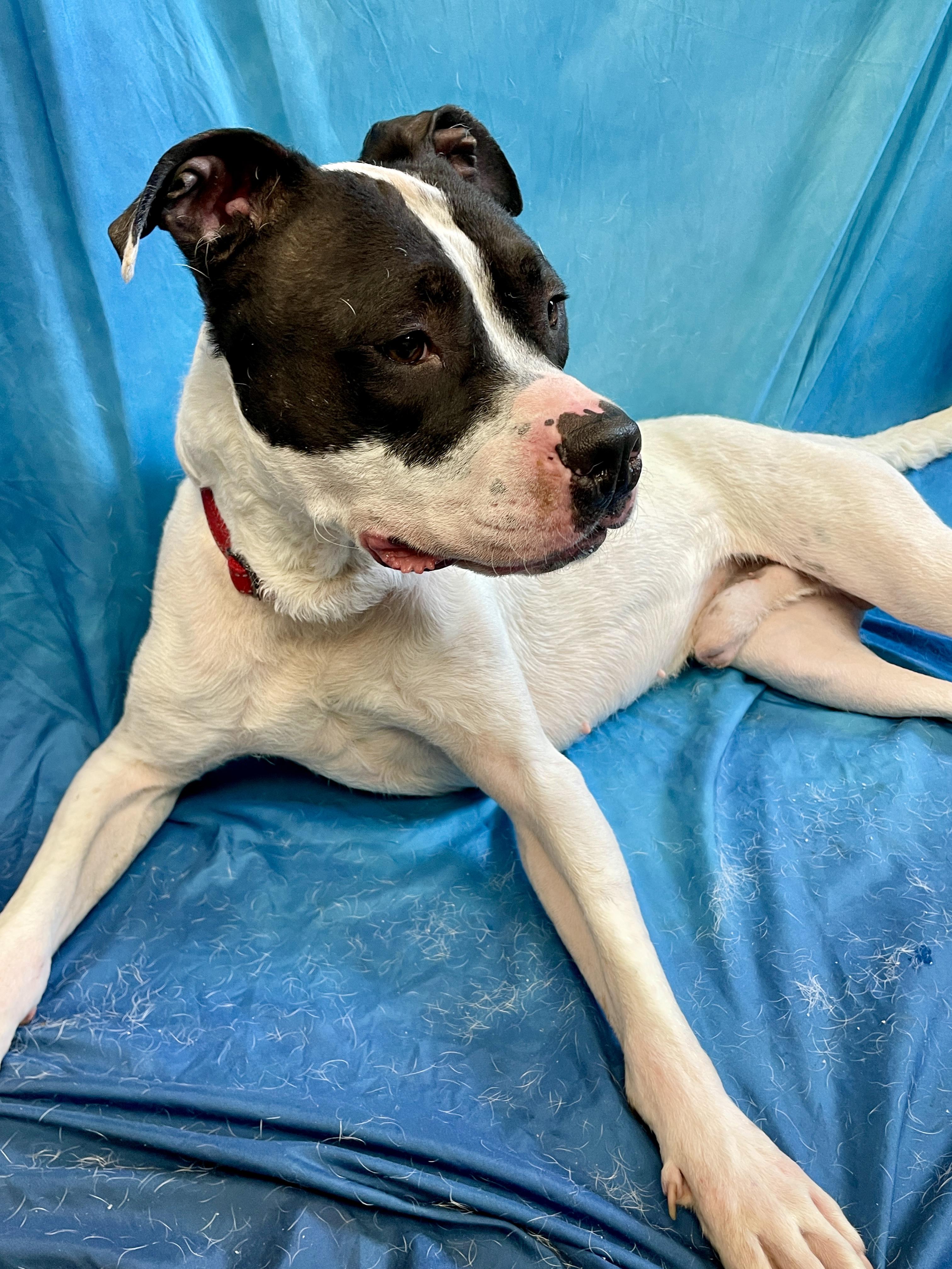 Bojangles, an adoptable Pit Bull Terrier in Waterloo, IA, 50703 | Photo Image 3
