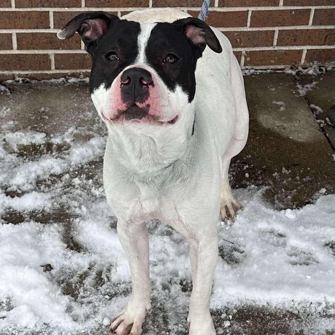 Bojangles, an adoptable Pit Bull Terrier in Waterloo, IA, 50703 | Photo Image 2