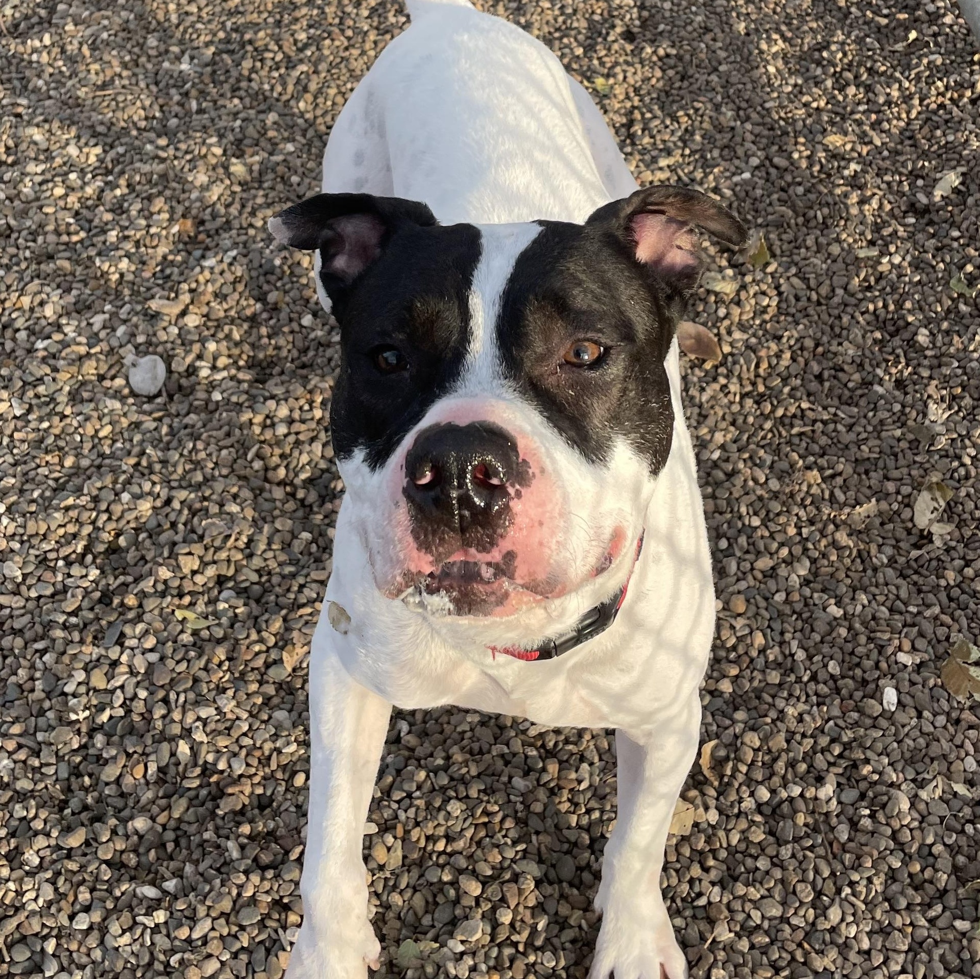 Bojangles, a Adoptable mixed breed in Waterloo, IA image 2/5