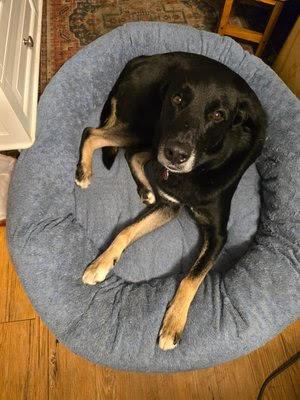Kody *courtesy post*, Adoptable, Adult Male German Shepherd Dog & Labrador Retriever.