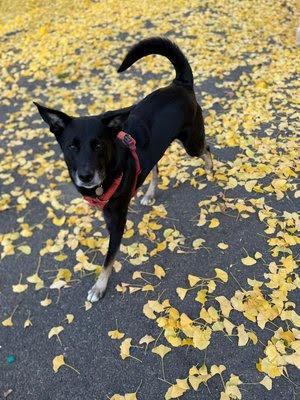 Kody *courtesy post*, Adoptable, Adult Male German Shepherd Dog & Labrador Retriever.