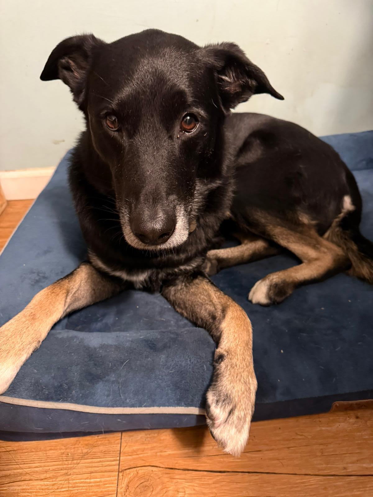 Kody *courtesy post*, a Adoptable mixed breed in New York, NY image 3/4