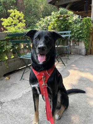 Kody *courtesy post*, a Adoptable mixed breed in New York, NY image 4/4