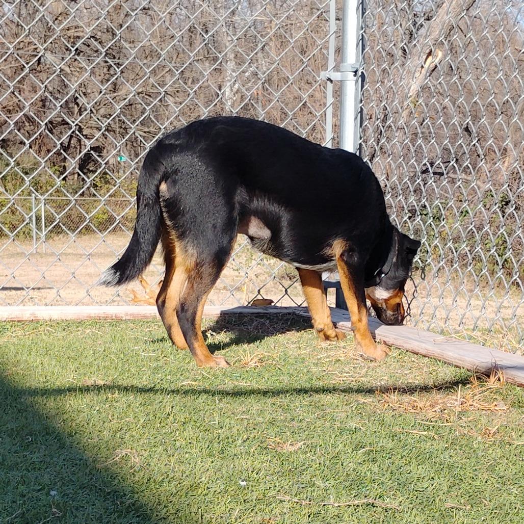 Enlarge Jewel, a Adoptable mixed breed in Tulsa, OK image 1/6