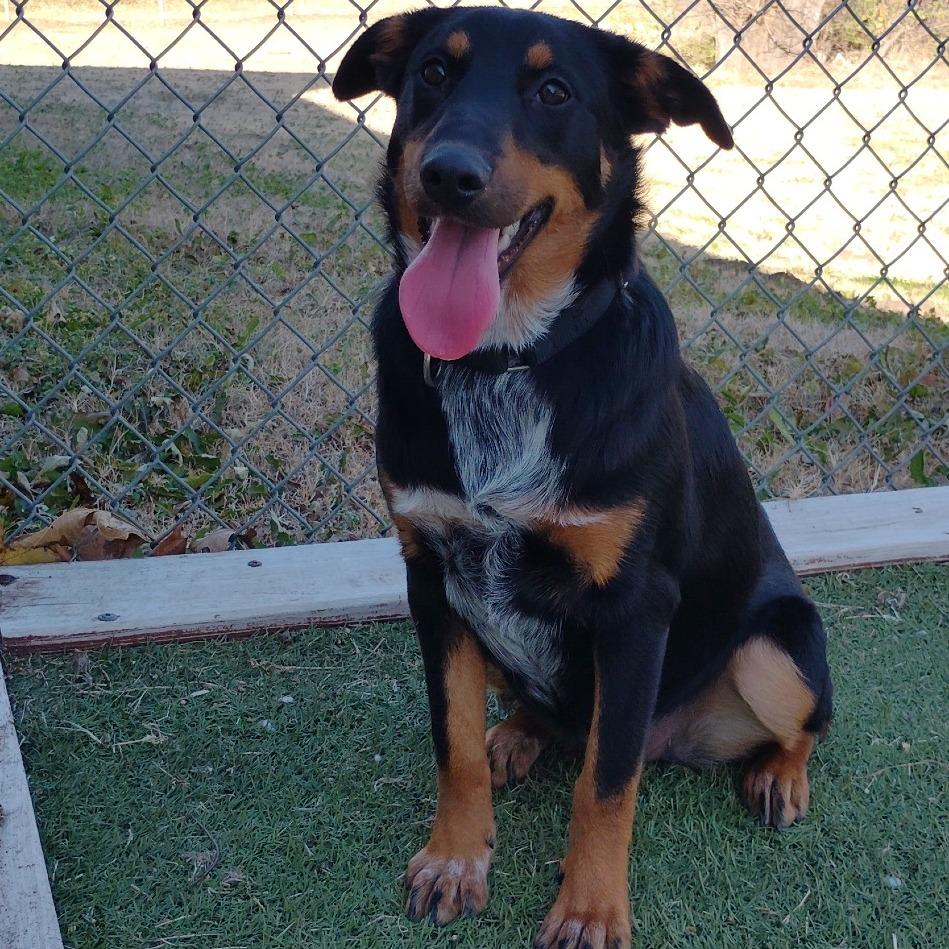 Enlarge Jewel, a Adoptable mixed breed in Tulsa, OK image 2/6