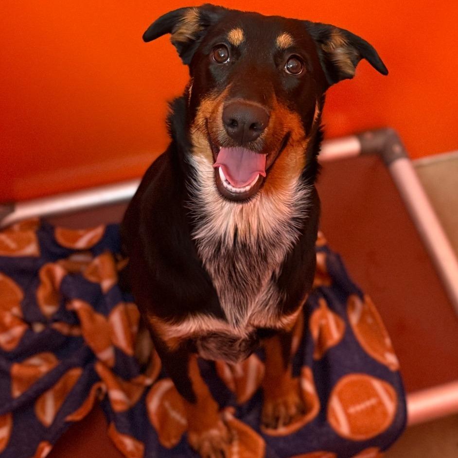 Enlarge Jewel, a Adoptable mixed breed in Tulsa, OK image 3/6