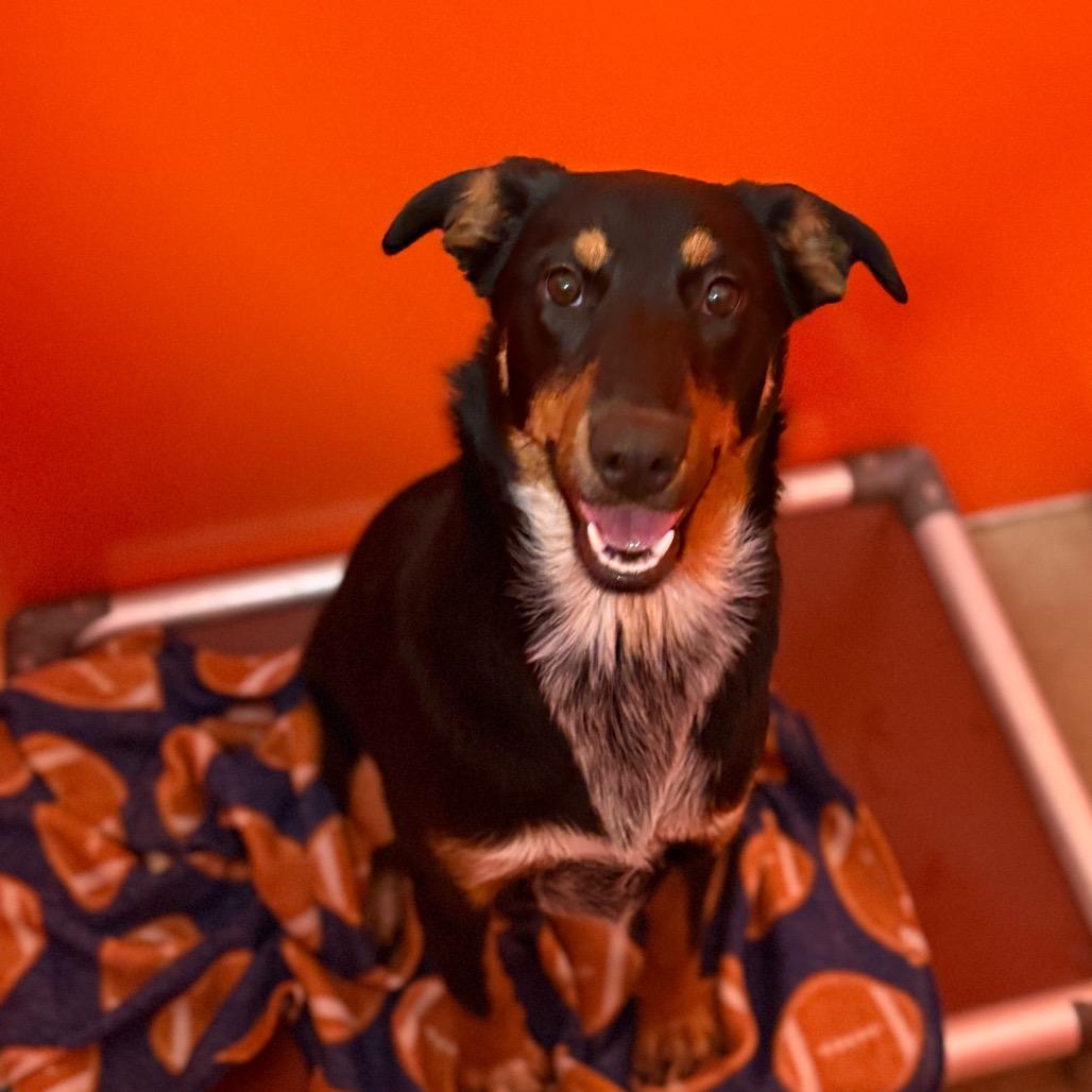 Enlarge Jewel, a Adoptable mixed breed in Tulsa, OK image 4/6