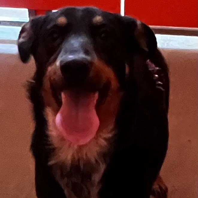 Enlarge Jewel, a Adoptable mixed breed in Tulsa, OK image 5/6