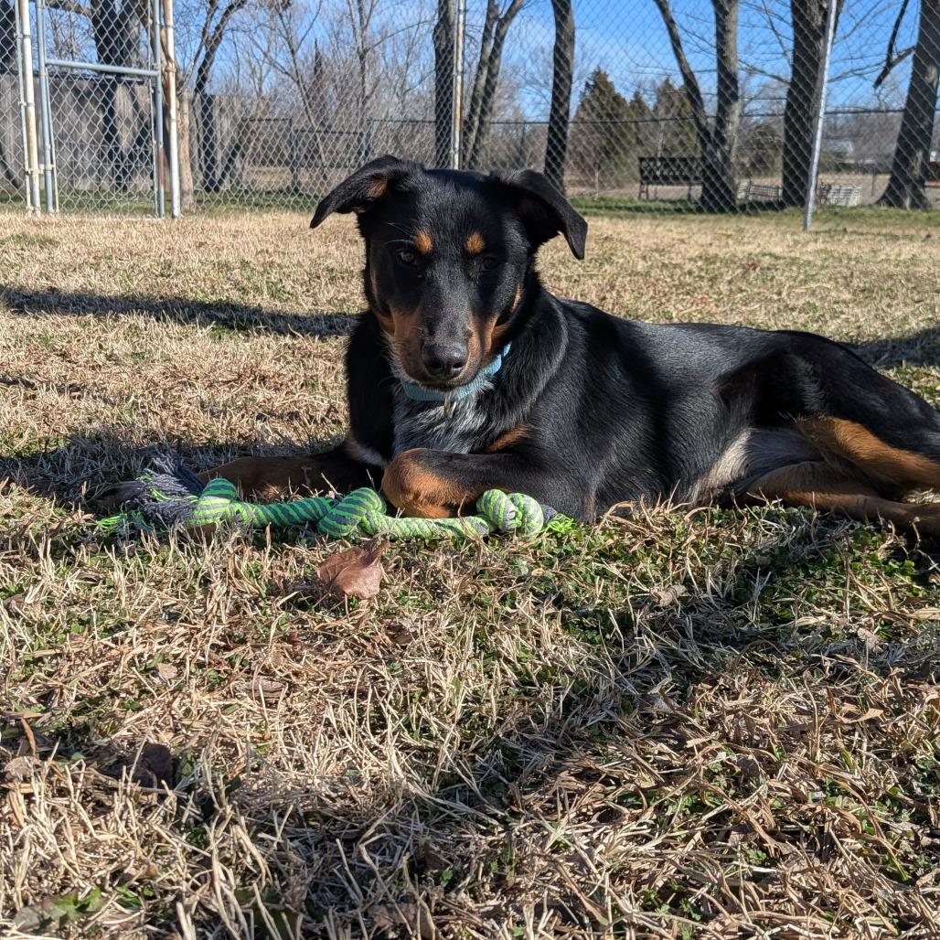 Enlarge Jewel, a Adoptable mixed breed in Tulsa, OK image 5/6