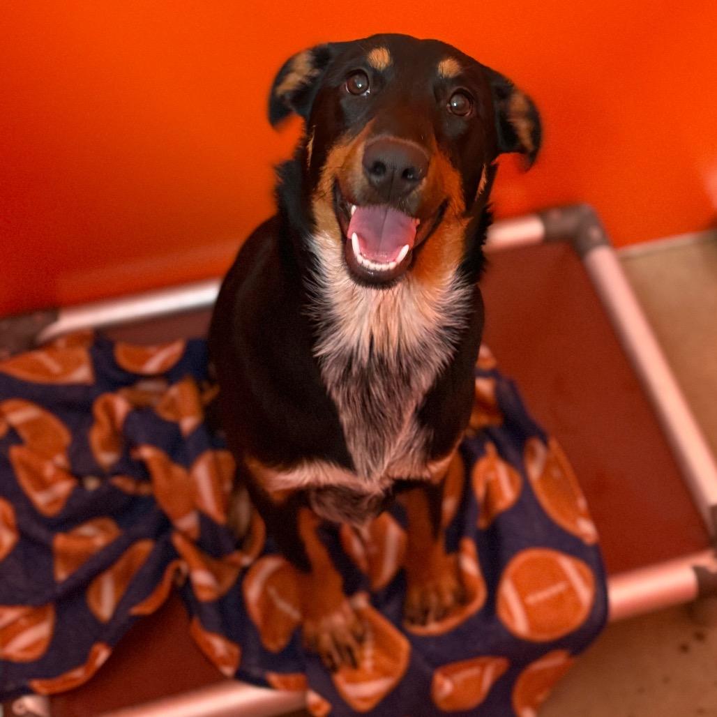 Enlarge Jewel, a Adoptable mixed breed in Tulsa, OK image 6/6