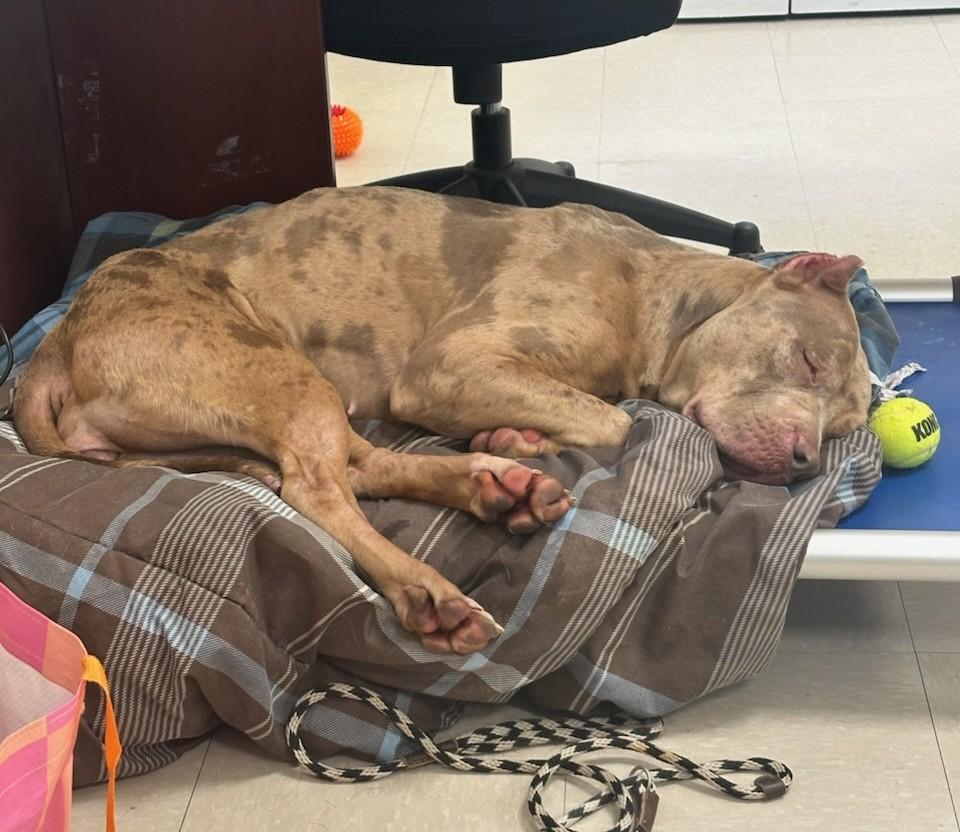 Enlarge Zelda , a ADOPTABLE Cane Corso in Clayton, NJ image 3/3