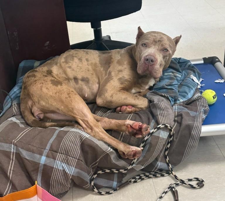 Enlarge Zelda , a ADOPTABLE Cane Corso in Clayton, NJ image 2/3